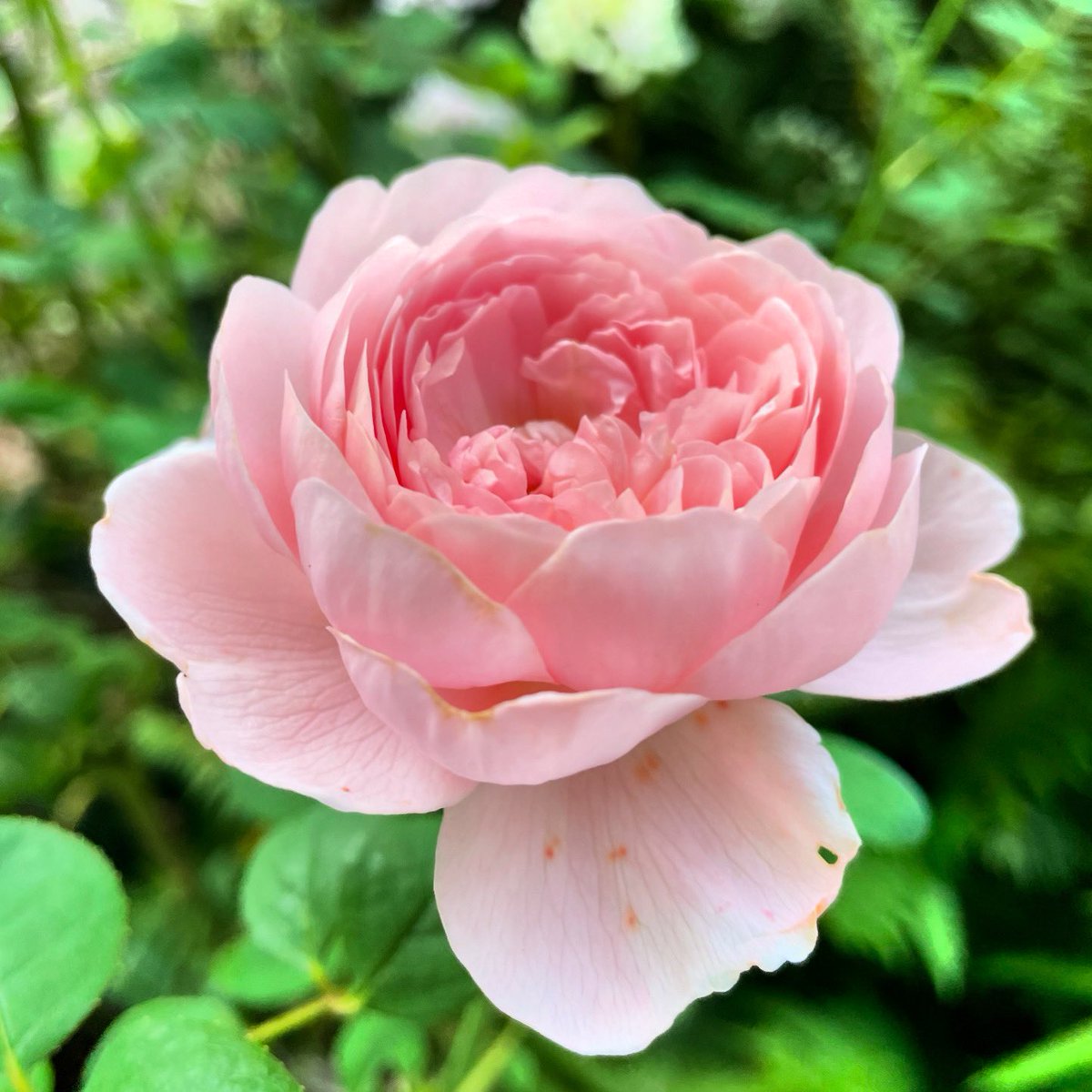 Stifyn1's tweet photo. Still standing #ymaohyd #stilstanding #garden #naturephotography #bankholidaymonday #august #summer https://t.co/miz7Ktn4FR