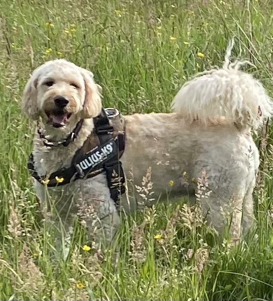 adrienn_o's tweet photo. Happy International dog Day to all my friends @DogsTrust_IE⁩               from Buster 😍 #internationaldogday #bestfriend https://t.co/yC2CsYzgFQ
