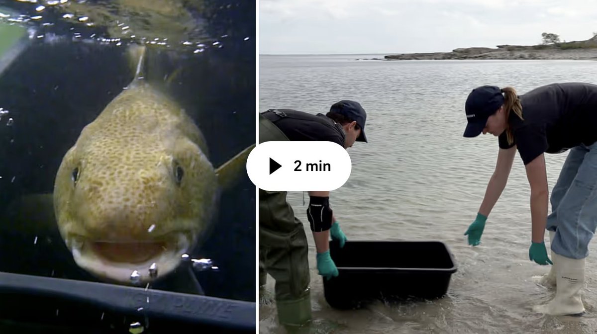 Blått Centrum Gotland & Forskningsstationen Ar tweet media