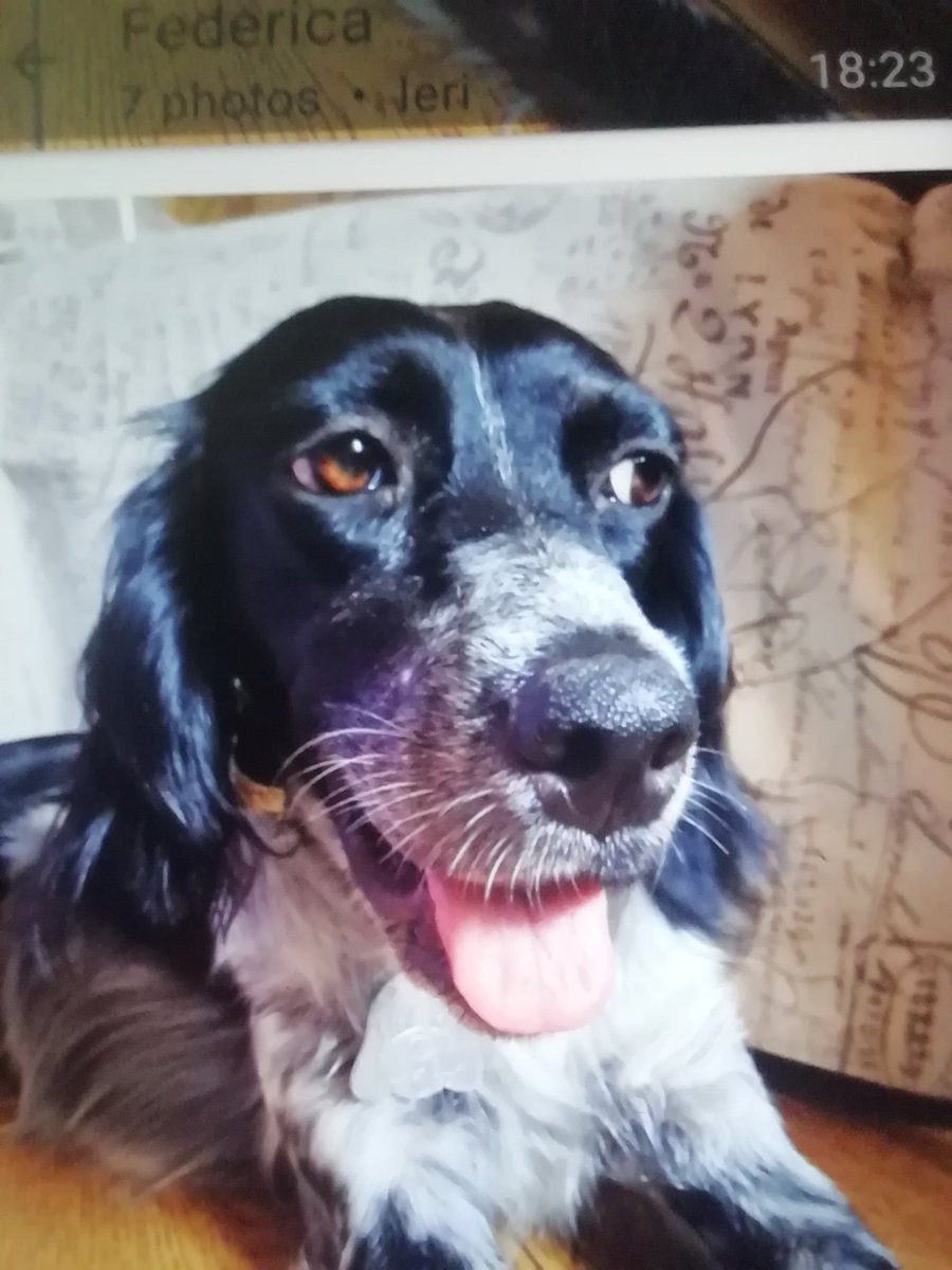Paosa8's tweet photo. Oggi giornata del cane...
Nel mio cuore ho tanti cani, alcuni "campagnoli" (prima fra tutte "macchia"), alcuni di casa: 2 #setterirlandesi e oggi una "copia" di #setteringlese
Più #slino quello di figlia1 https://t.co/3Xrk4Tamuh