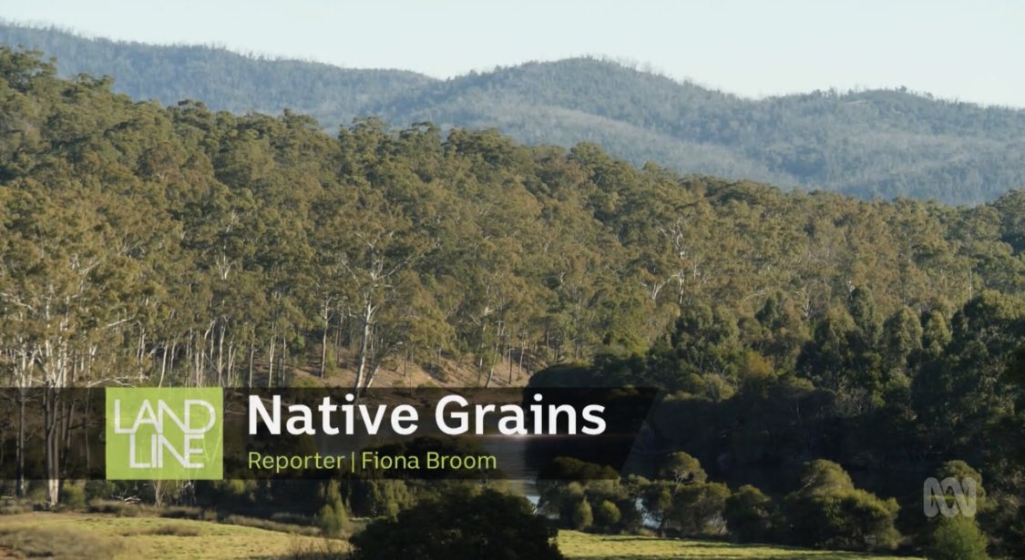 Inspiring piece on @abc Landline 25/8/24 about native grains and <a href="/blackduckfoods/">Black Duck Foods</a> by <a href="/Fiona_Broom/">Fiona Broom</a>, beginning at 7.55 with intro by <a href="/pipcourtney/">Pip Courtney</a> 
iview.abc.net.au/show/landline #traditionalknowledge