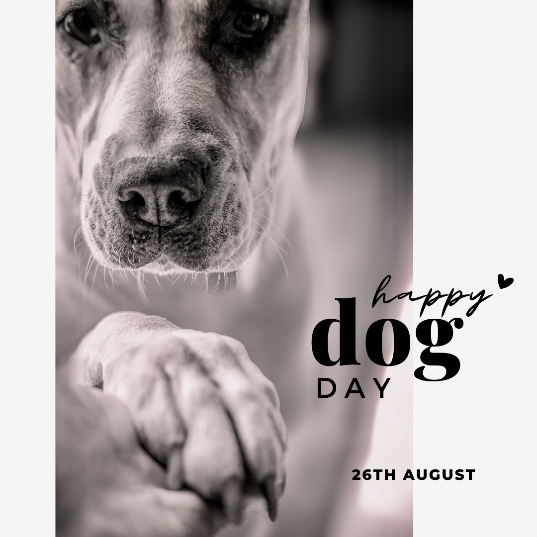 It’s #internationaldogday - celebrate all things that go ‘woof’! 📷📷
#doglife #doglovers #mydogiscutest