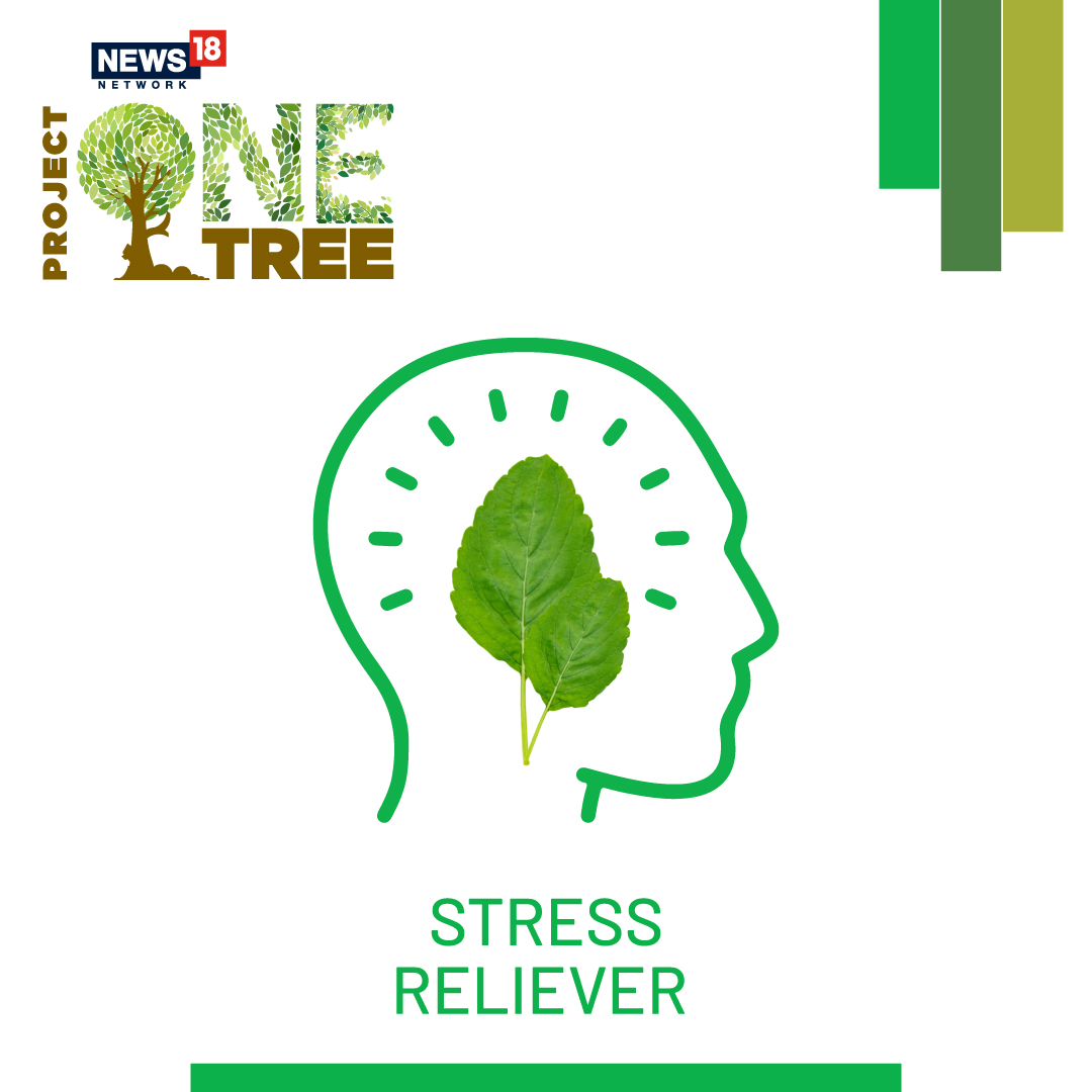News18Bengali's tweet photo. A single Tulsi plant can purify the air in up to 100 square meters around it. Let’s transform our spaces with green!
একটি সুস্থ আগামীর জন্য আজ তুলসি লাগান। তুলসী বাড়ান, প্রশান্তি বাড়ান!
#ProjectOneTree #PlantTulsi #EachOnePlantOne #EachOneNurtureOne https://t.co/3m8zkCeXwa
