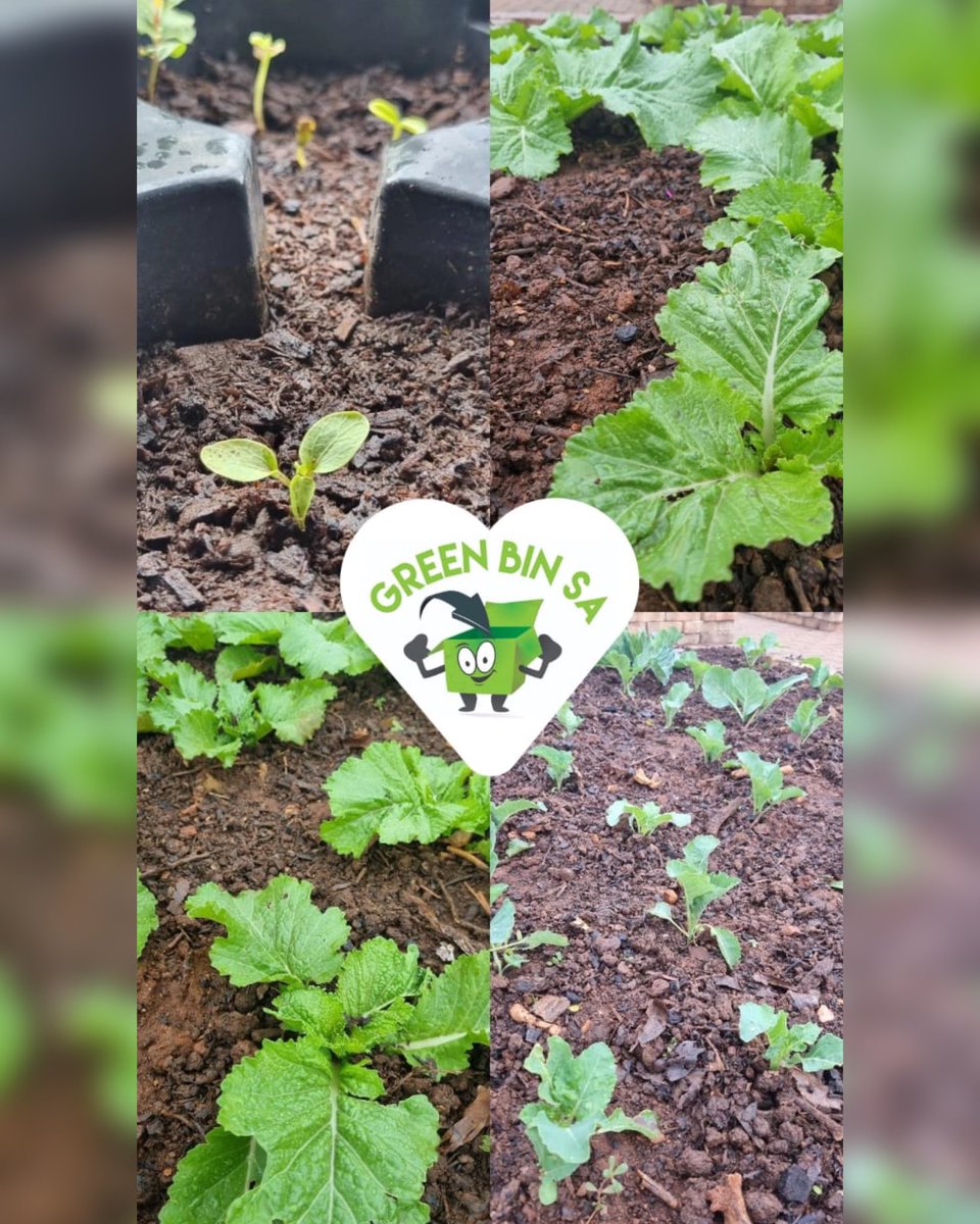Greenbin_SA's tweet photo. Monday Green Motivation♻️

"Healthy soil, healthy food, healthy planet. Composting is the cycle of life in action."

Join our community if you’re passionate about clean living and want to actively do something about it💪🏾 https://t.co/66MHUrr9Uz