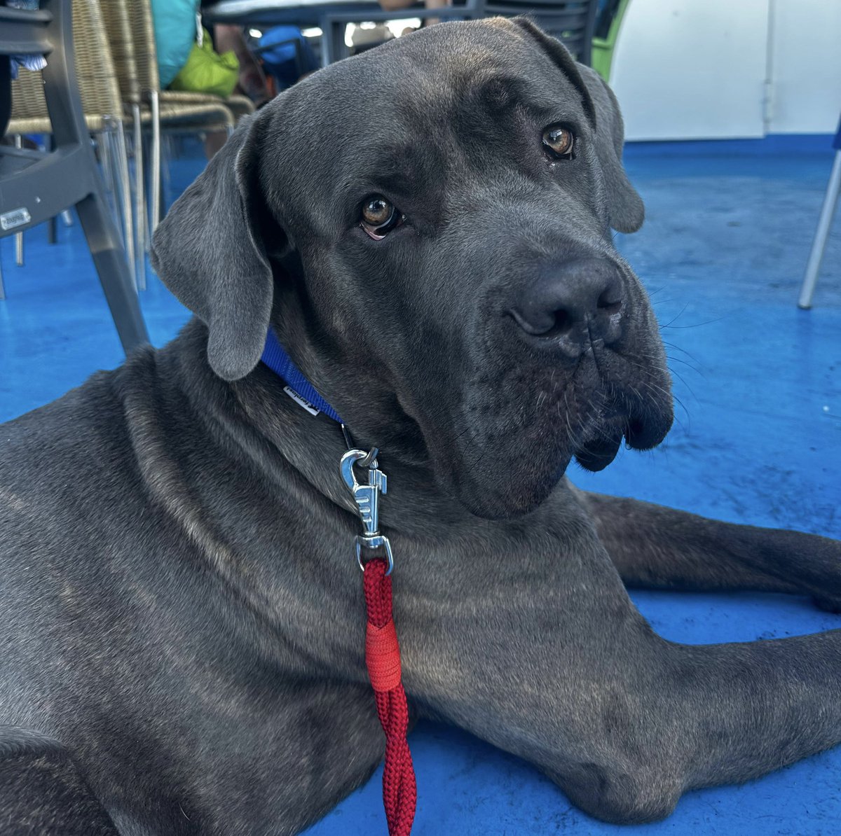 26 agosto giornata dedicata al cane. Dog day.