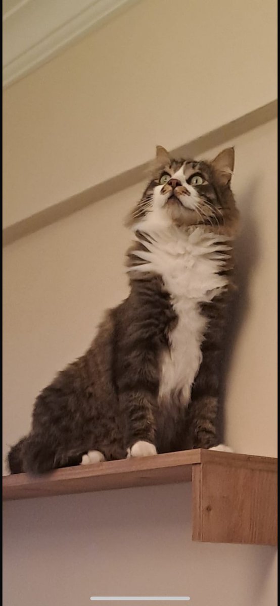 Çanakkale Geyikli’de kedimiz Dali kayboldu. Tasmasında numara yazıyor ama düşürmüş olabilir. İsmine duyarlı, lütfen görürseniz Hantepe Sitesine haber verin #geyikli #bozcaada #çanakkale