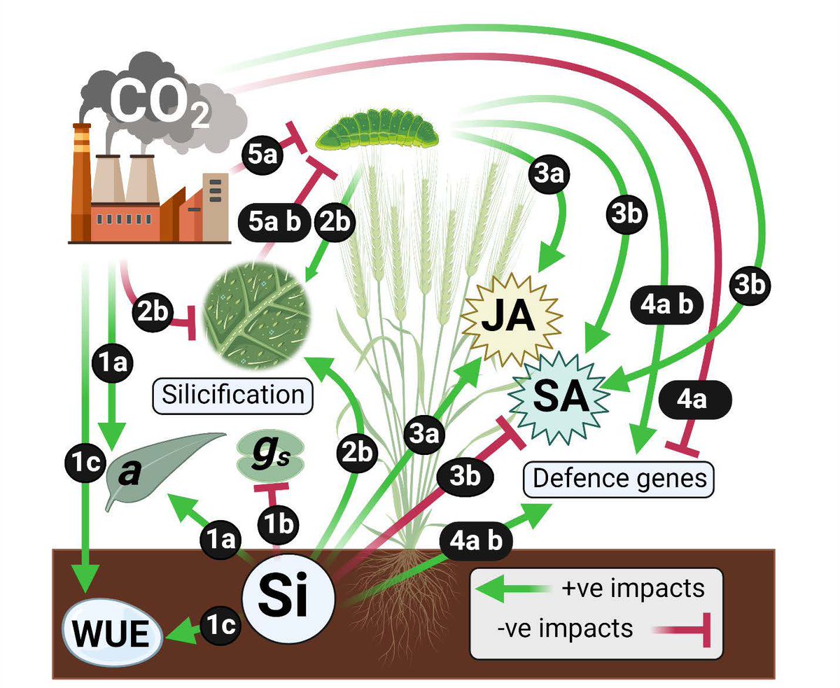 Congrats to <a href="/Fkbiru/">Fikadu Biru, PhD</a> from <a href="/ScottJohnsonLab/">Professor Scott Johnson</a> and <a href="/westsyduhie/">Western Sydney U - HIE</a>  showing how elevated  CO2 and silicon antagonistically regulate defence metabolites in Wheat

sciencedirect.com/science/articl…