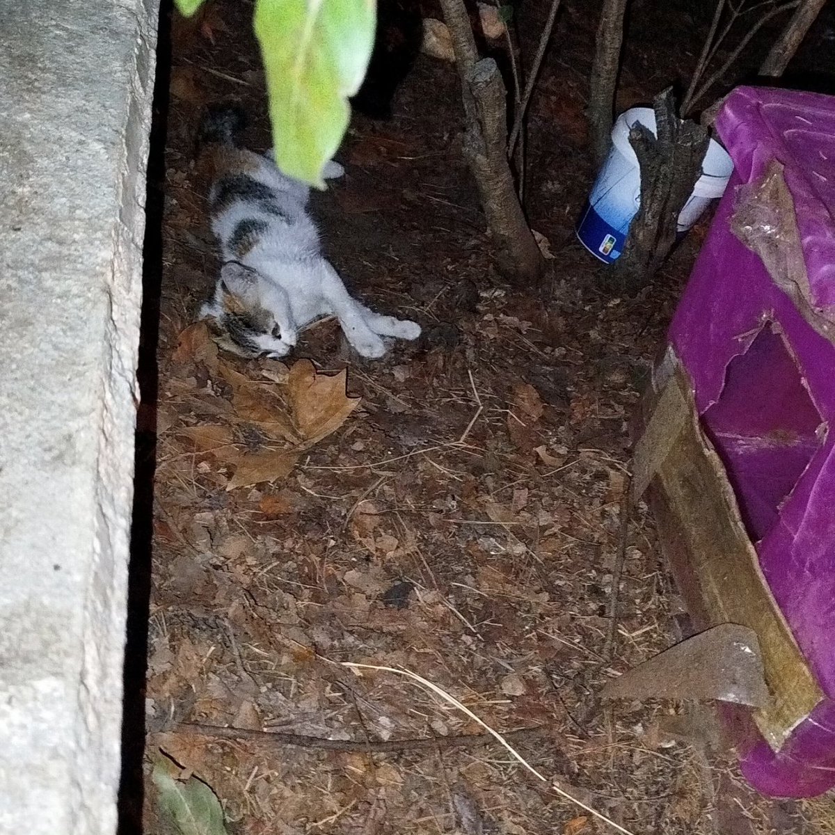 ADAarcos_'s tweet photo. Sentimos las imágenes, pero esto tiene que parar YA. Este fin de semana han asesinado, si han asesinado, a 5 gatitos en una de nuestras colonias en #ArcosdelaFrontera y el ayuntamiento no hace absolutamente nada https://t.co/68YXSllj8a