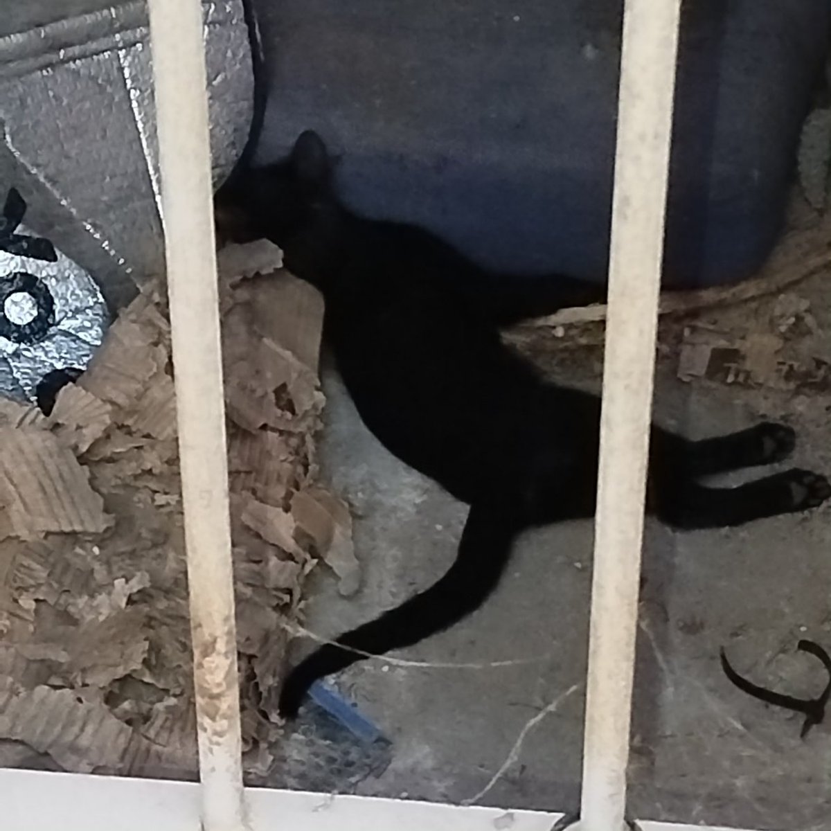 ADAarcos_'s tweet photo. Sentimos las imágenes, pero esto tiene que parar YA. Este fin de semana han asesinado, si han asesinado, a 5 gatitos en una de nuestras colonias en #ArcosdelaFrontera y el ayuntamiento no hace absolutamente nada https://t.co/68YXSllj8a