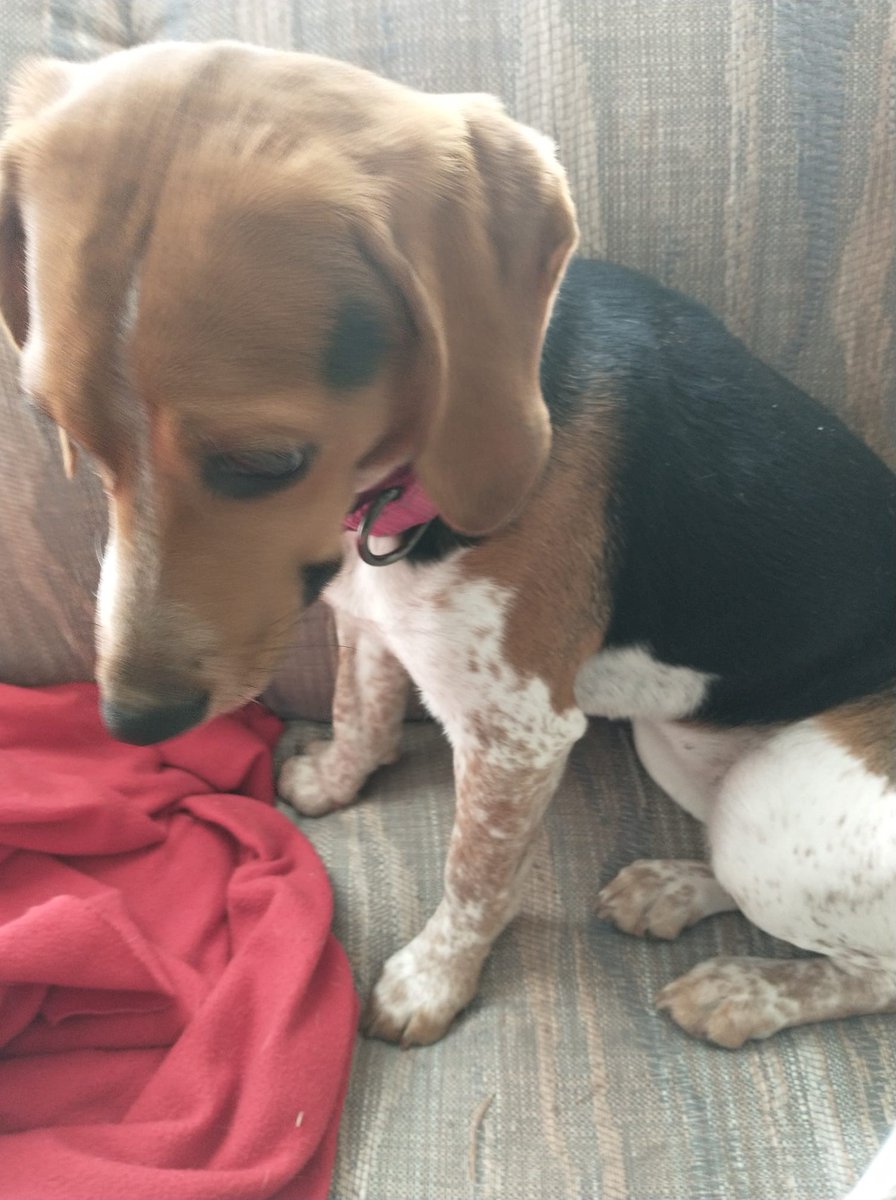Julie Esposito is anticipating National Dog Day today.  First up, Dogster's pumpkin ice cream.