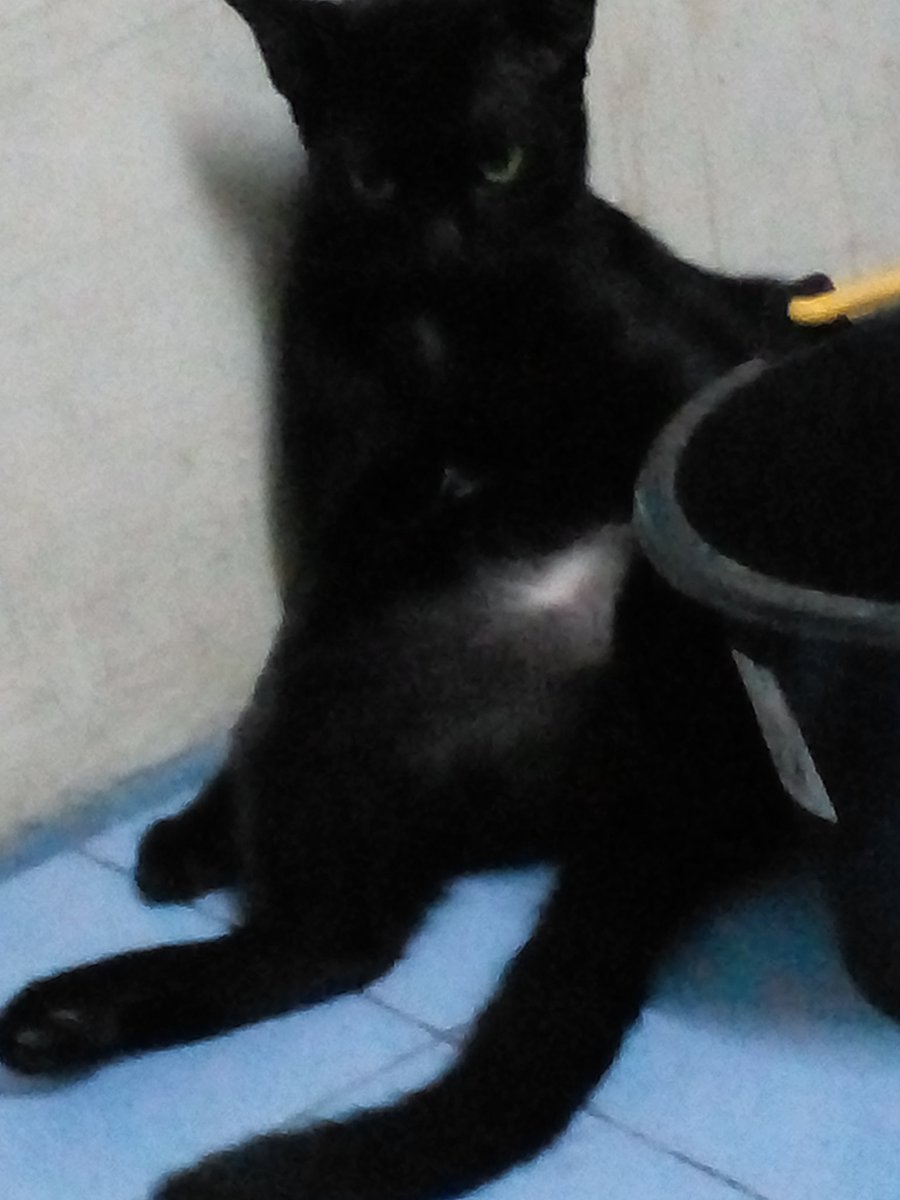 ดูมันทำน่สบอกจะพาไปปล่อยวัด  กลางวันหลับ กลางคืนวิ่งไม่ได้หลับได้นอน   คนเลี้ยง
