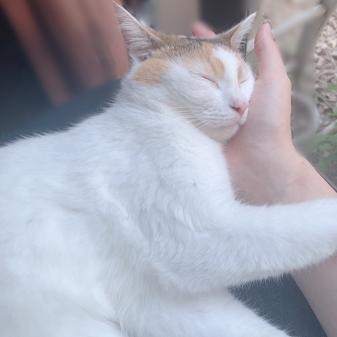 Inarinokami_R's tweet photo. 今日はうちの姫の誕生日🐈
みんなに見せれてないけどみうみうはすくすくおっきく育ってるよ〜ᴗ ̫ ᴗ🤍 https://t.co/6Q0fwfjkKt