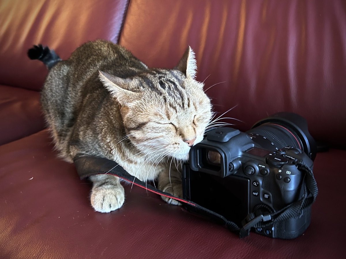 lion007's tweet photo. 8月30日発売のCanon「EOS R5 Mark II」。
プロ・ハイアマチュア向けのカメラに、なぜか大興奮のトモ。
そしてまた、ソファの傷が増えていく…… 泣。

試しにパチリ。
さすが！ 良いネコには、良いカメラです。 https://t.co/zsWnrKwLV0