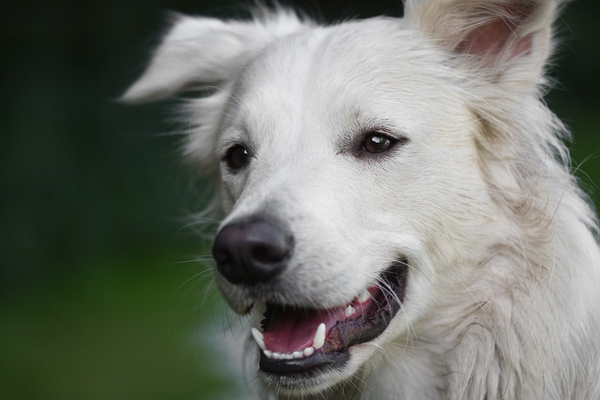 Understanding Dogs’ Emotional Contagion: NEWS!
marcoadda.com/dogs-emotional…