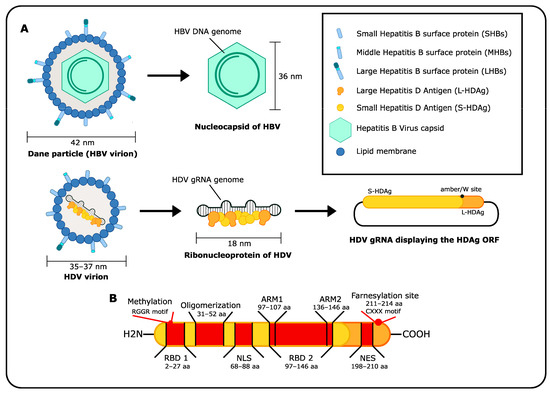 VirusesMDPI's tweet image. 🔍 Explore the #cellular factors involved in the #hepatitis D virus life cycle by Keerthihan Thiyagarajah and colleagues. 

Uncover critical insights that enhance our understanding of this virus! 

🌞Read more here: mdpi.com/1999-4915/15/8…