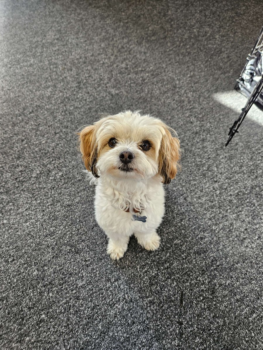 3manfactory's tweet photo. We know we often talk a lot about Peanut, but he’s really the life and soul of the team and a true office MVP. 🐶

So, for #NationalDogDay, here’s a series of pictures of Peanut hard at work in the 3man office! 📸 https://t.co/yCjMNDzm1X