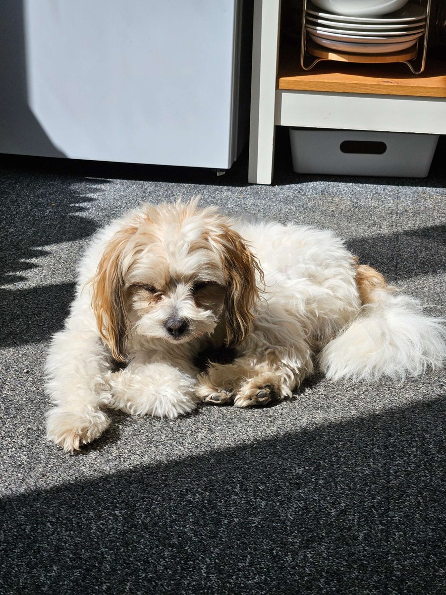 3manfactory's tweet photo. We know we often talk a lot about Peanut, but he’s really the life and soul of the team and a true office MVP. 🐶

So, for #NationalDogDay, here’s a series of pictures of Peanut hard at work in the 3man office! 📸 https://t.co/yCjMNDzm1X