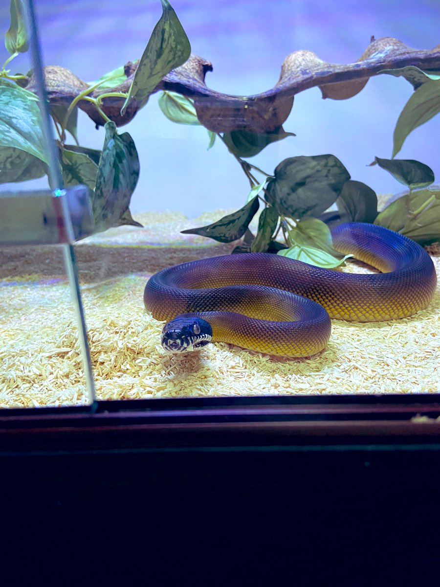 salt_Python_31's tweet image. やっぱり見栄えはいいね😙
くしゃみもしてないしいい感じかな😅