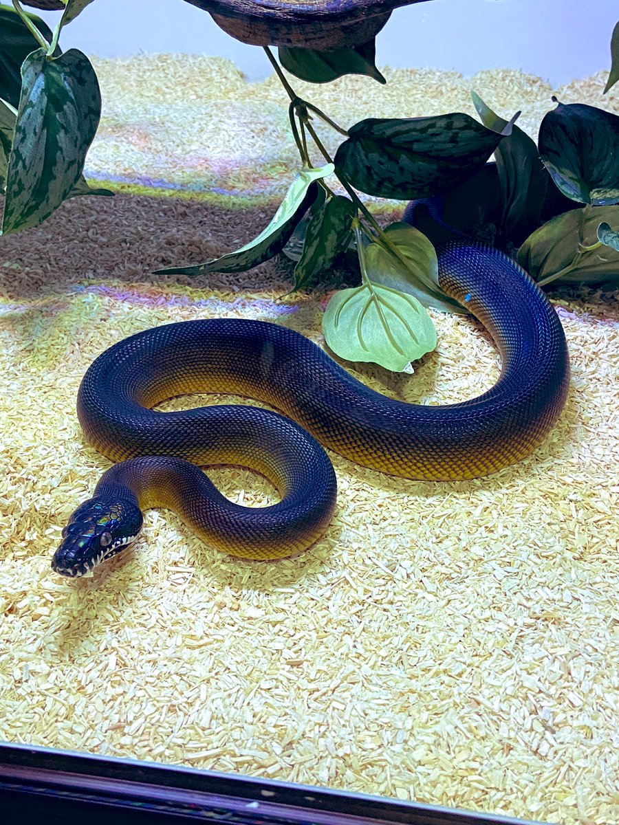 salt_Python_31's tweet image. やっぱり見栄えはいいね😙
くしゃみもしてないしいい感じかな😅