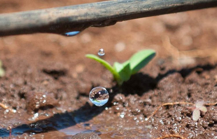 El MITECO adjudica provisionalmente 74 millones en la primera convocatoria del PERTE del regadío.
El Canal de Aragón y Cataluña beneficiario de los 3 proyectos solicitados por un importe superior a 4 millones de euros.