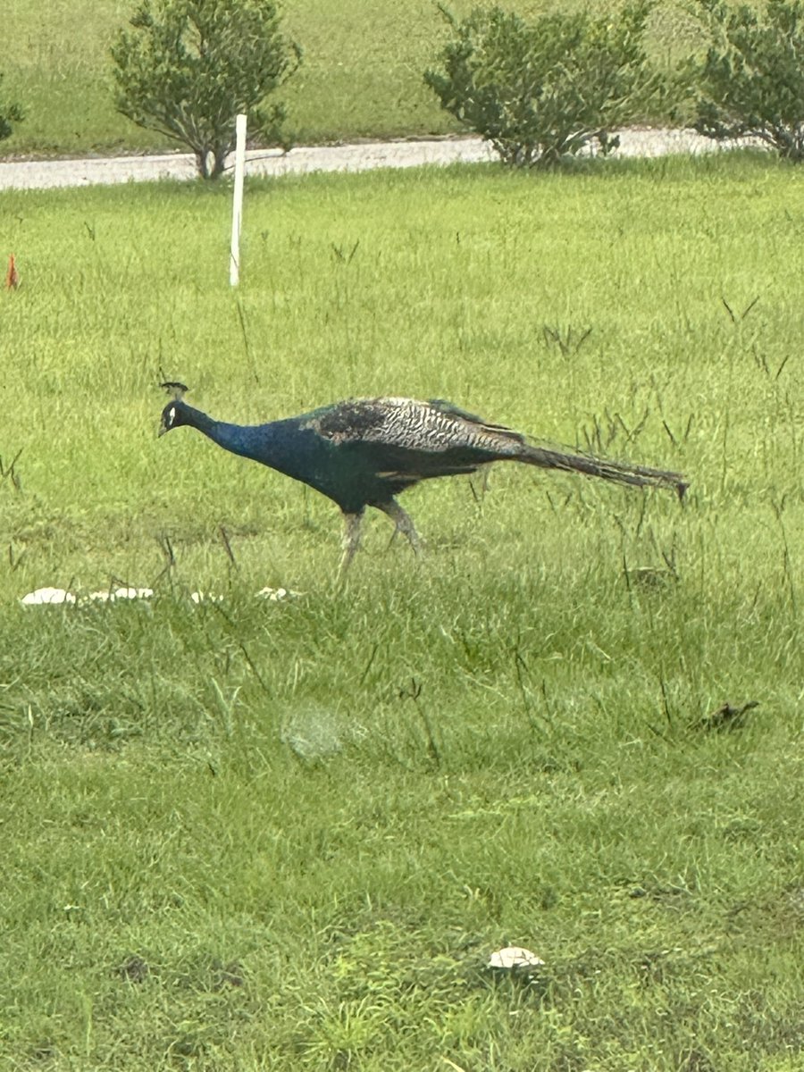 Anyone missing their peacock on the side of Highway 90? 🦚

Side note: Whatever happened to the safety improvements/light on 90 @ East Cox Ferry? Reported on it a few years back… 

That stretch of 90 is dangerous — and congested — during the morning rush.