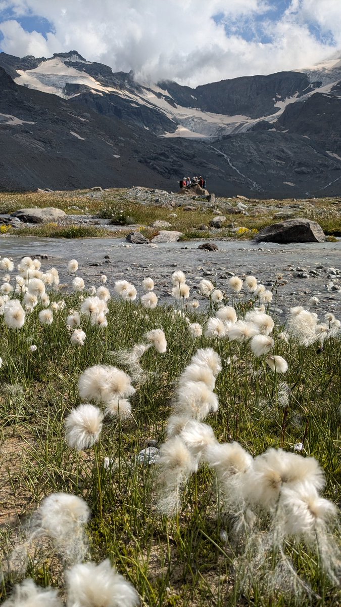 Dégustation au sommet ! Refuge des Évettes, 2590 mètres. Myrtilles sauvages bien sûr.