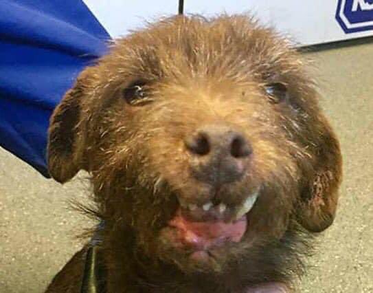 BadgerPPDG's tweet photo. On #InternationalDogDay spare a thought for the dogs used in the illegal & abhorrent ‘sport’ of digging/baiting badgers.
Many of these dogs receive life changing facial injuries that are left untreated. And of course the badger dies
Any info, please ☎️101 #badgermonday #opbadger https://t.co/UC73vJ2LXq