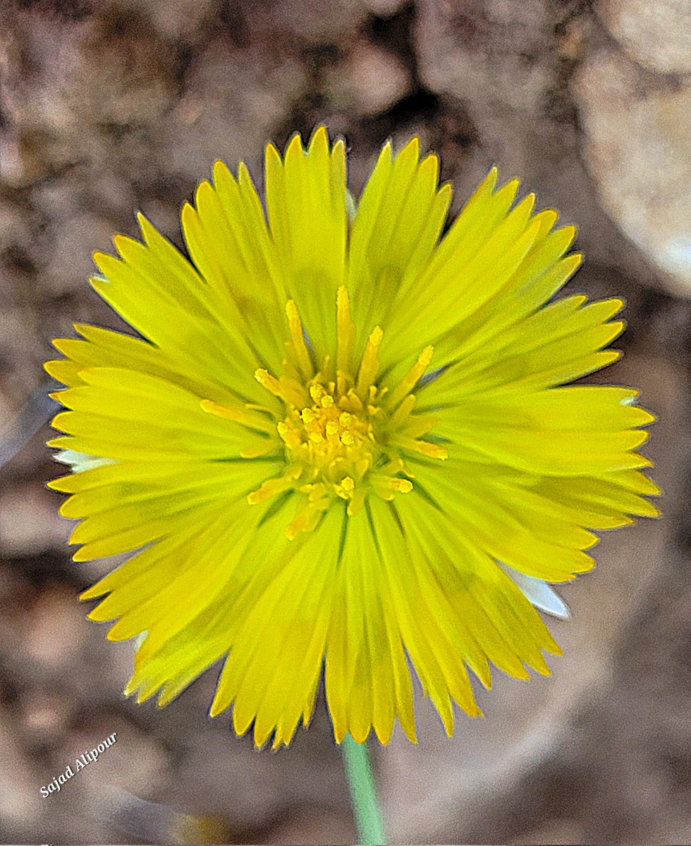 Zoegea crinita Boiss
Persian name: Khorshid-e 
Sobh(It means the morning sun)

Asteraceae
Sepidan, Fars province 
Elevation 2000m
Flowering time: April - May 

There three species of Zoegea in the flora of Iran:
Zoegea crinita
Zoegea Leptaurea
Zoegea purpurea