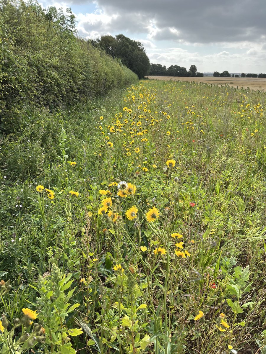 Today it is cooler and breezy but the sun is out - great weather 
for monitoring pollinators ⁦<a href="/PoMScheme/">UK Pollinator Monitoring Scheme</a>⁩  
I am delighted that I have already seen bumblebees, hoverflies and butterflies 🐝🦋😊