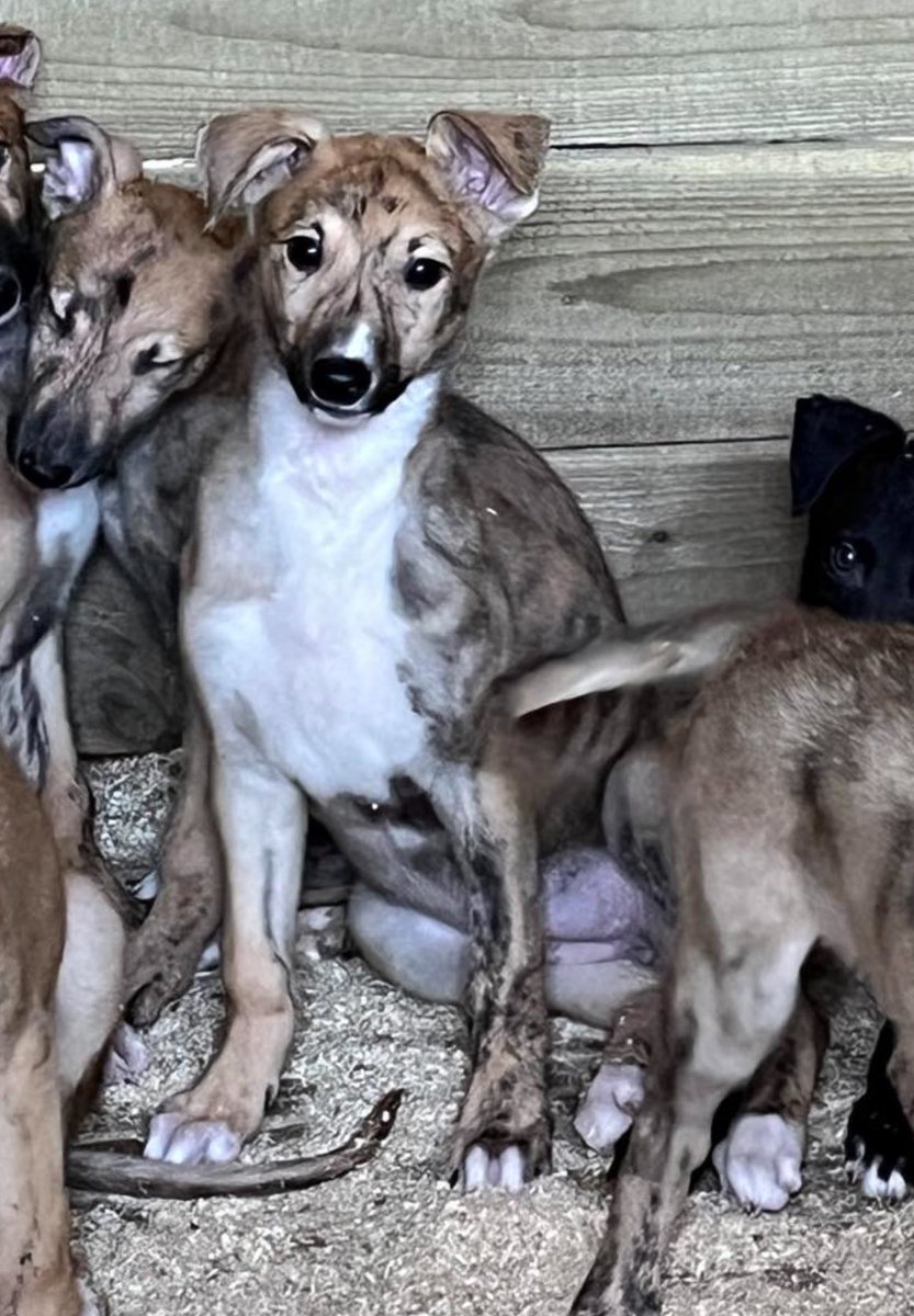 Kilara icon x lady Cleopatra who is  ( half sister to tullig raven , da bolde falcon etc etc ) at 8 weeks my fav bitch in litter she won’t be going anywhere !!