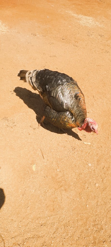 PanasheEvis's tweet photo. @LynneStactia @gkarani1 Matoki project #ForED, ndaramba kukundirwa nemi hanzvadzi😂👌Kuenda kuUK kunodii???,..mari yangu iri muno soon ndenda sir @wicknellchivayo trust the process💫 https://t.co/zOTuQdzU5C