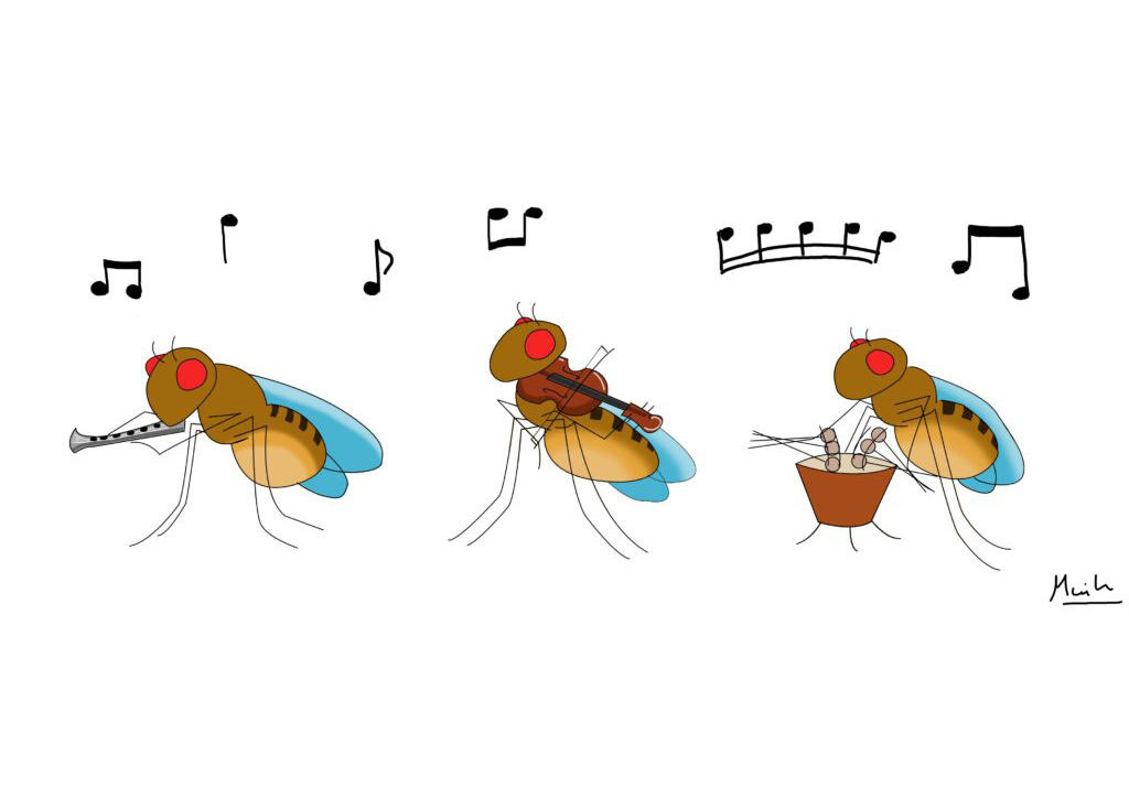CBioNum's tweet image. 2 nouveaux billets sur la mouche du vinaigre co-publiés sur @PapierMache_Sci:
Au bon endroit, au bon moment : la symphonie du développement chez Drosophila melanogaster
papiermachesciences.org/2024/07/26/au-…
Voyage aux frontières du corps humain, destination l’épithélium
papiermachesciences.org/2024/07/26/voy…