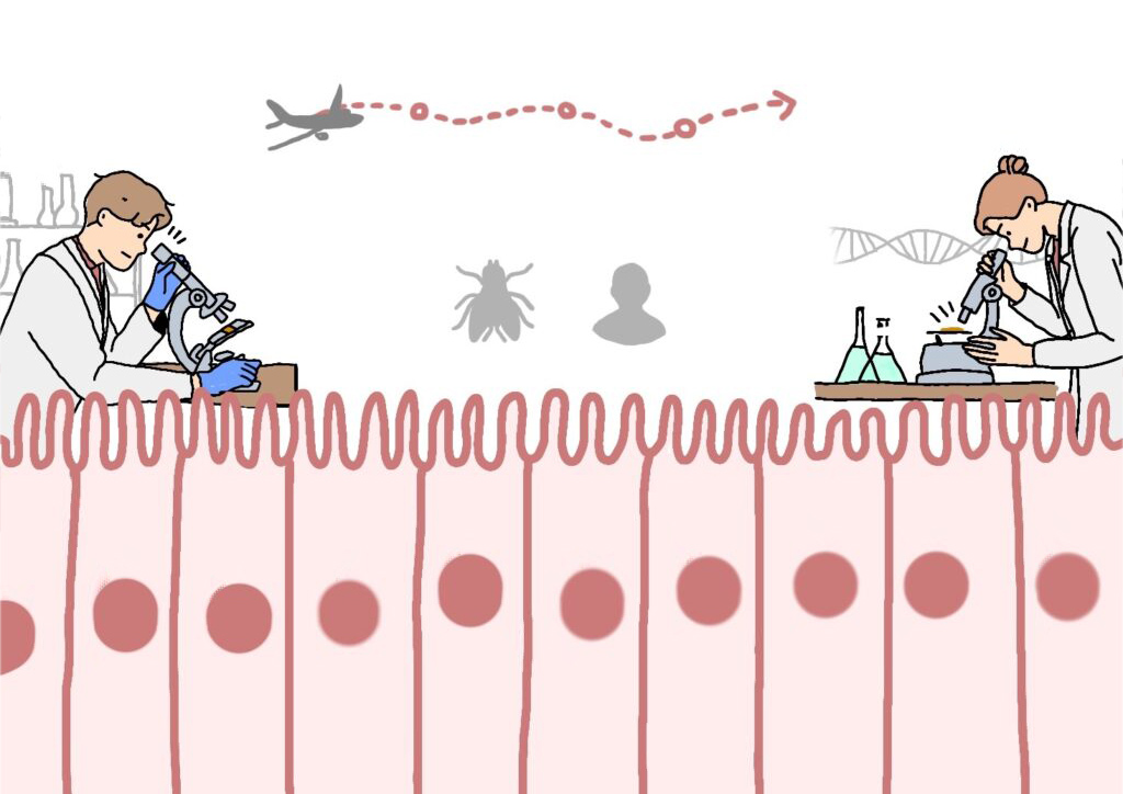 2 nouveaux billets sur la mouche du vinaigre co-publiés sur @PapierMache_Sci:
Au bon endroit, au bon moment : la symphonie du développement chez Drosophila melanogaster
papiermachesciences.org/2024/07/26/au-…
Voyage aux frontières du corps humain, destination l’épithélium
papiermachesciences.org/2024/07/26/voy…