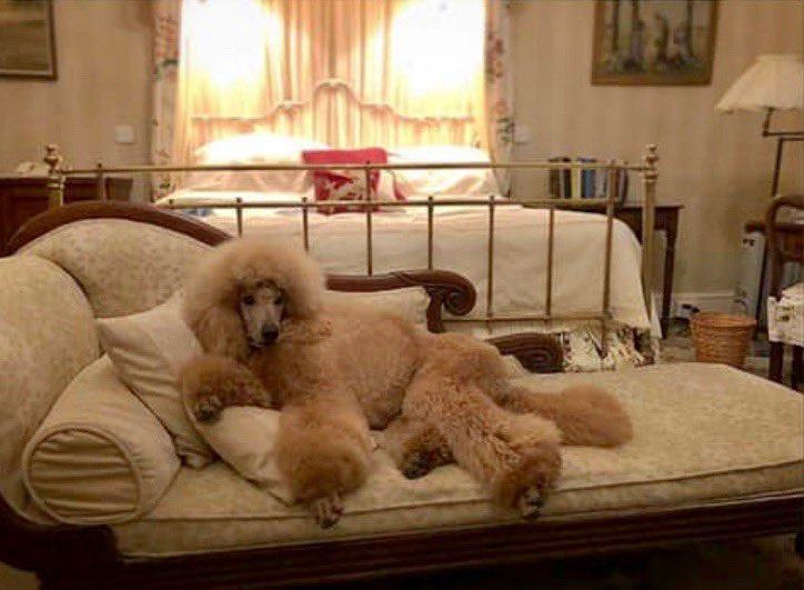 Enniscoe House (@enniscoehouse) on Twitter photo Happy #InternationalDogDay everyone! As a place where dogs have been welcome since the day we opened in 1984 you should treat your 4 legged family member to a holiday as well! <a href="/IrelandBlueBook/">Ireland's Blue Book</a> <a href="/MayoNorth/">Mayo North Tourism, Ireland</a> Happy #InternationalDogDay everyone! As a place where dogs have been welcome since the day we opened in 1984 you should treat your 4 legged family member to a holiday as well! <a href="/IrelandBlueBook/">Ireland's Blue Book</a> <a href="/MayoNorth/">Mayo North Tourism, Ireland</a>