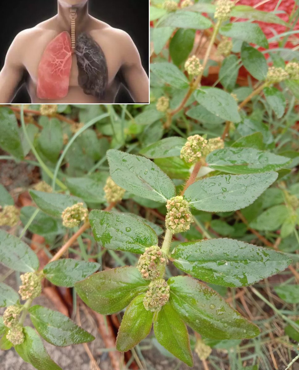 This plant can be found in almost every garden or yard, but many people are unaware of its powerful benefits.
Full guide in the first reply 💬