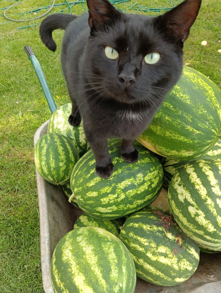 Melnis bija arbūzu talkā. Protams darīja pašu svarīgāko darbu- visu uzraudzīja! 
P.S. Lielākais  bija 7.2 kg smags. Melnis it kā esot pat vieglāks.
Ņau!