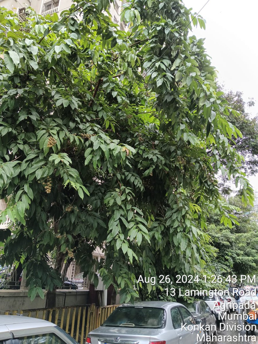 Pls help to urgently trim these  overgrown trees outside Shamrock Bldg, agripada, opp baby garden. 

In this season it is dangerous to have trèes in this condition.