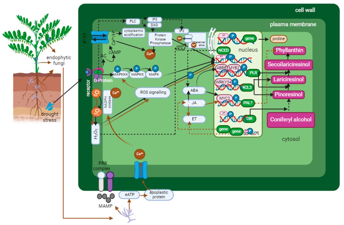 Horticul_MDPI's tweet photo. Horticulturae Editor's Choice Article 🍀

📖Title: #Phyllanthus Lignans: A #Review of #Biological Activity and Elicitation
✍️Paper written by Winda Nawfetrias et al.
🔗Link: https://t.co/Jl89sWUQuP

#academic #publishing #MDPI #horticulture #science #scientific @LifesciMdpi https://t.co/h791PXlQd6