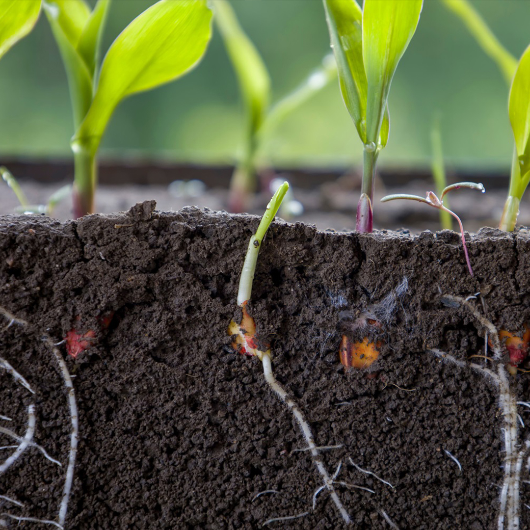 🌐El #cambioclimatico afecta a los sistemas agrícolas.

🌱A través del proyecto #Root2Res desarrollamos modelos matemáticos para comprender el comportamiento de las raíces y obtener cultivos capaces de adaptarse a condiciones climatológicas cambiantes.

ℹ️bit.ly/4cGn3IB