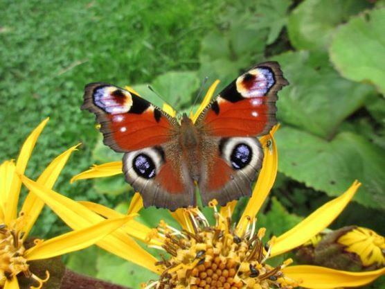 Pölyttäjät tweet media