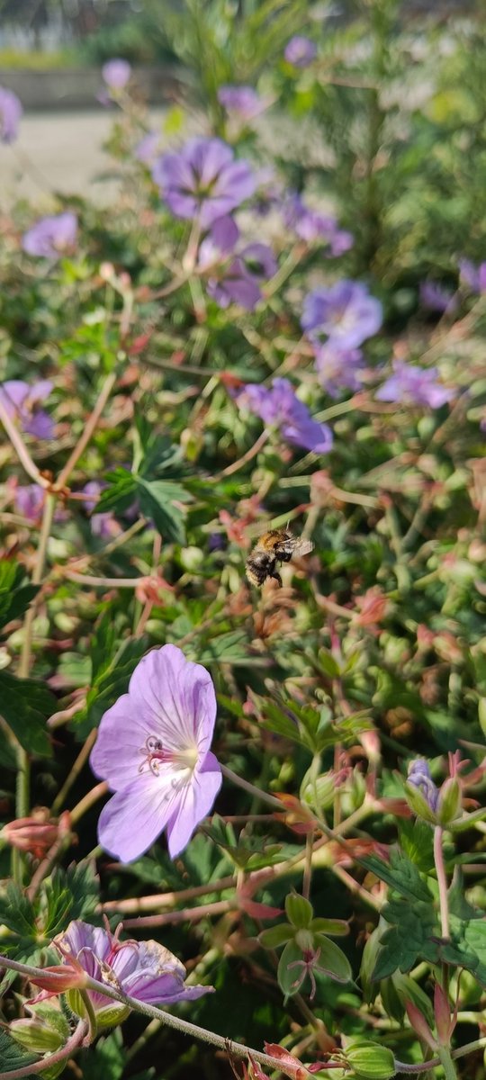 Bij ons op het terrein zijn we volop bezig met natuurherstel! Waar we eerst op een grote betonplaat zaten, heeft de aanleg van het park de natuur teruggebracht. Nu kun je weer genieten van vlinders, bijen en vogels om je heen. 🦋🐝