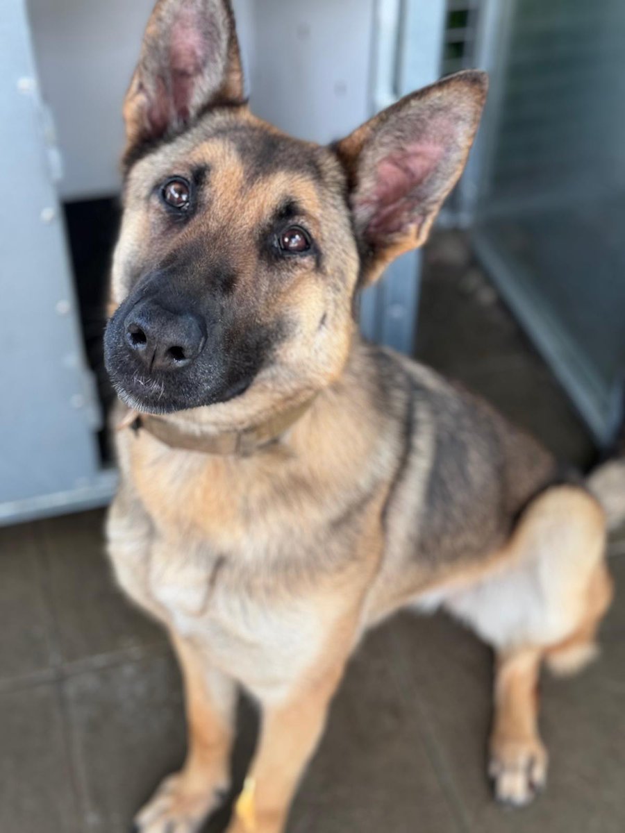 On #InternationalDogDay we pay tribute to our highly skilled canine colleagues whose specialist skills help us to keep people safe. Our incredibly talented police dogs assist officers in lots of ways including detecting drugs, finding missing people and locating evidence.