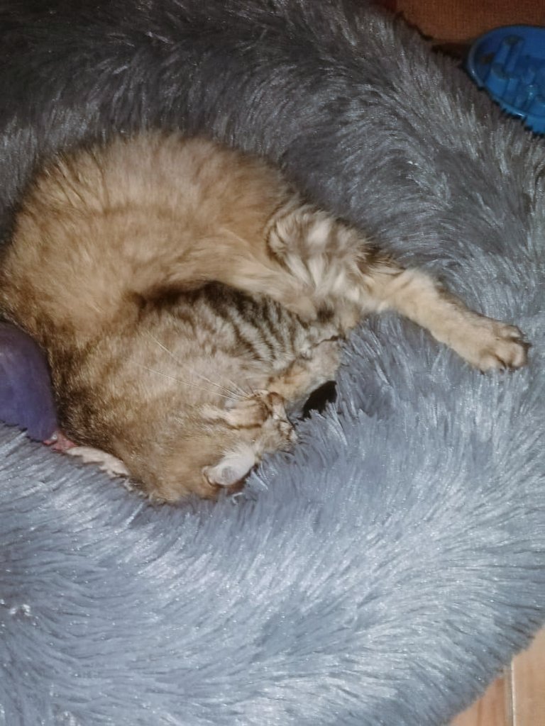 ninafrombespin's tweet photo. @twaniimals 😌 https://t.co/XkeiG1FY5Q