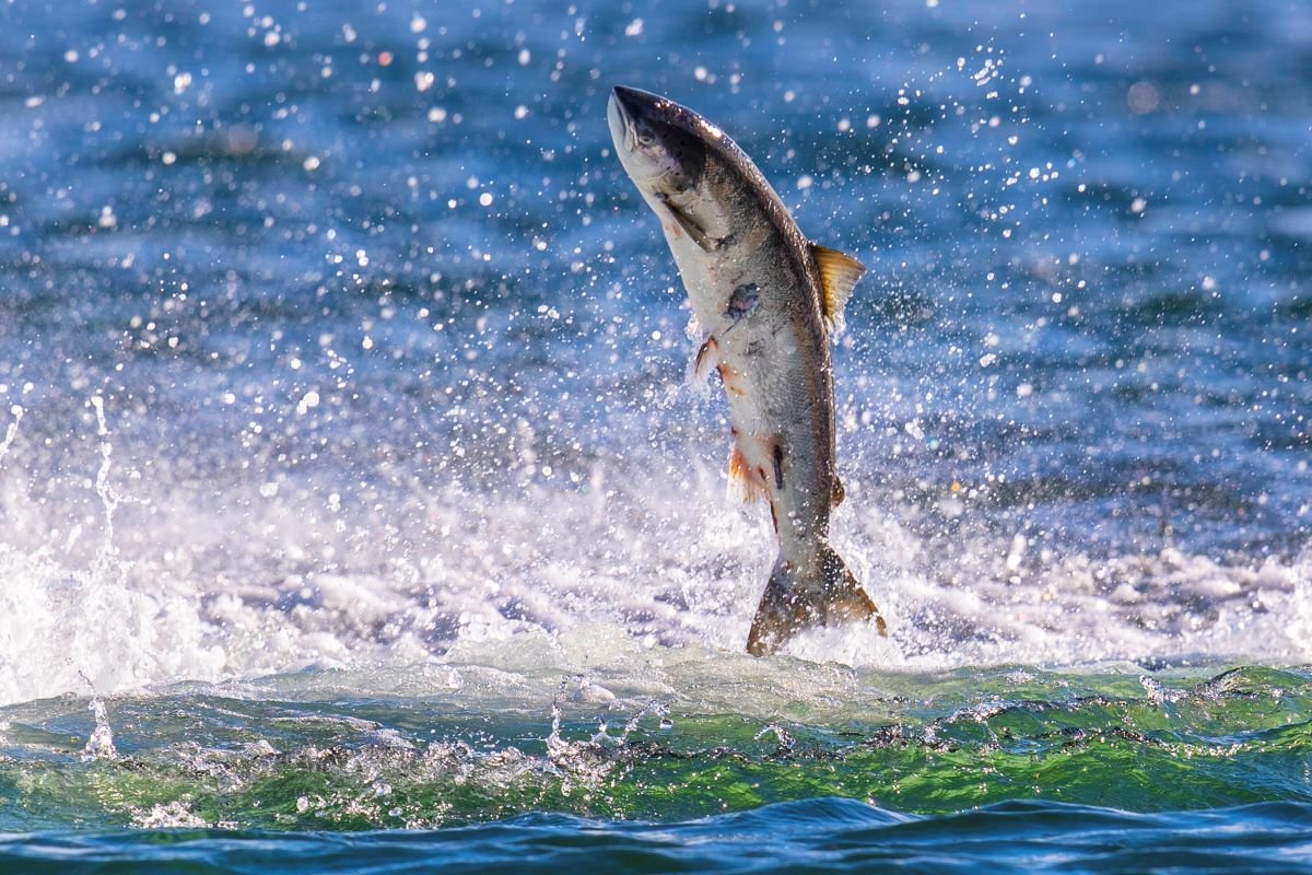 📣 <a href="/NatureChampions/">Nature Champions</a> News! 📣

<a href="/1edmountain/">Edward Mountain</a> is the new #NatureChampion for the Atlantic Salmon! 🐟

Edward will be working with <a href="/ScotLINK/">Scottish Environment LINK</a> members <a href="/AST_Salmon/">Atlantic Salmon Trust</a> and <a href="/ScotWildlife/">Scottish Wildlife Trust</a> to champion this endangered species in <a href="/ScotParl/">Scottish Parliament</a>.

Find out more: scotlink.org/species/atlant…

📸@Dolphinchaz