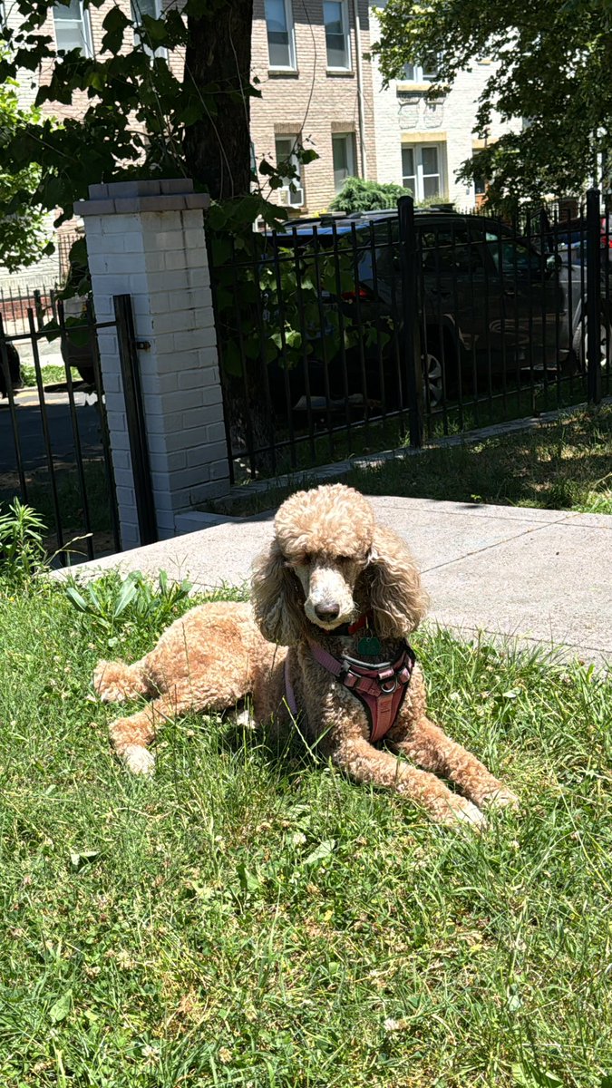 Happy Dog Day Peaches! #gooddaydc