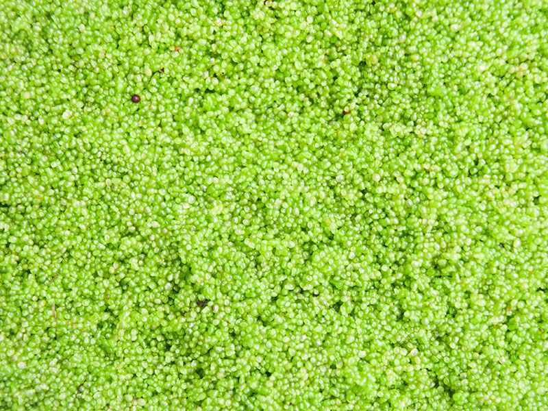 TriviaMonsterTM's tweet image. 🌱🏃‍♂️Did you know? Speed demon of the plant world! The Wolffia globosa, a tiny duckweed, is the fastest reproducing plant. It can double its population in under 30 hours. From little things, big infestations grow! #GreenLightning #Trivia #TriviaMonster #Plants