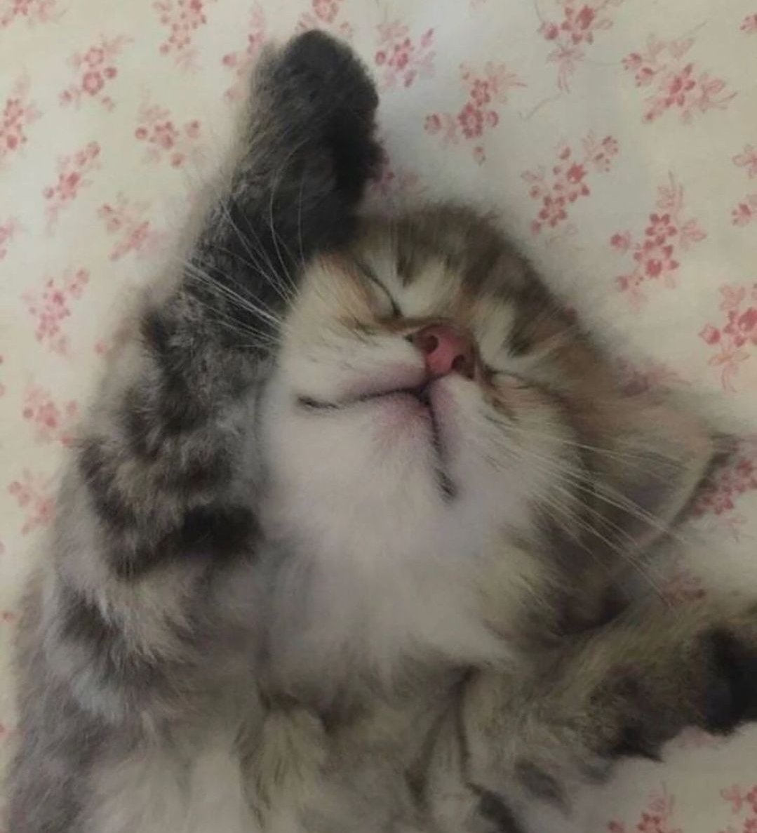 Catsillyness's tweet photo. waking up https://t.co/mdtIFXOIlb