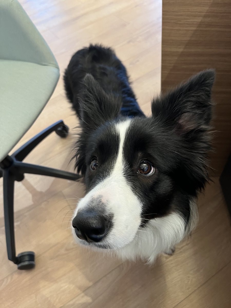 No one will remember:
➡ Your salary
➡ How “busy you were”
➡ How many hours you worked 

People will remember:
➡The time a dog was in the office

Happy International Dog Day🐶

#InternationalDogDay