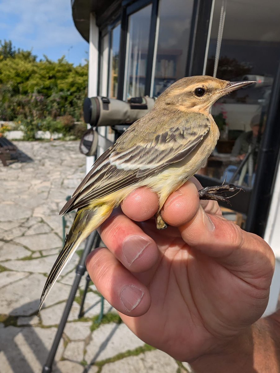 Mark Cutts (@slashercutts) on Twitter photo Species 65 for my little bit of heaven. Juv Yellow Wagtail ringed at #culverwell this morning
<a href="/PortlandBirdObs/">Portland Bird Observatory</a> Species 65 for my little bit of heaven. Juv Yellow Wagtail ringed at #culverwell this morning
<a href="/PortlandBirdObs/">Portland Bird Observatory</a>