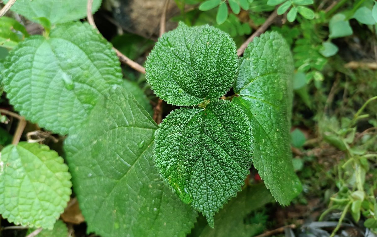 TriviaMonsterTM's tweet image. 🌿☠️ Did you know? Deadly greens! The Gympie Gympie tree from Australia is so venomous its sting can kill dogs and horses and cause humans months of excruciating pain. Some leaves just want to watch the world burn! #MurderiousPlant #Trivia #TriviaMonster #plants